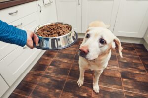 1500 calories a day dog